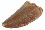 Serrated Raptor Tooth - Real Dinosaur Tooth #370397-1